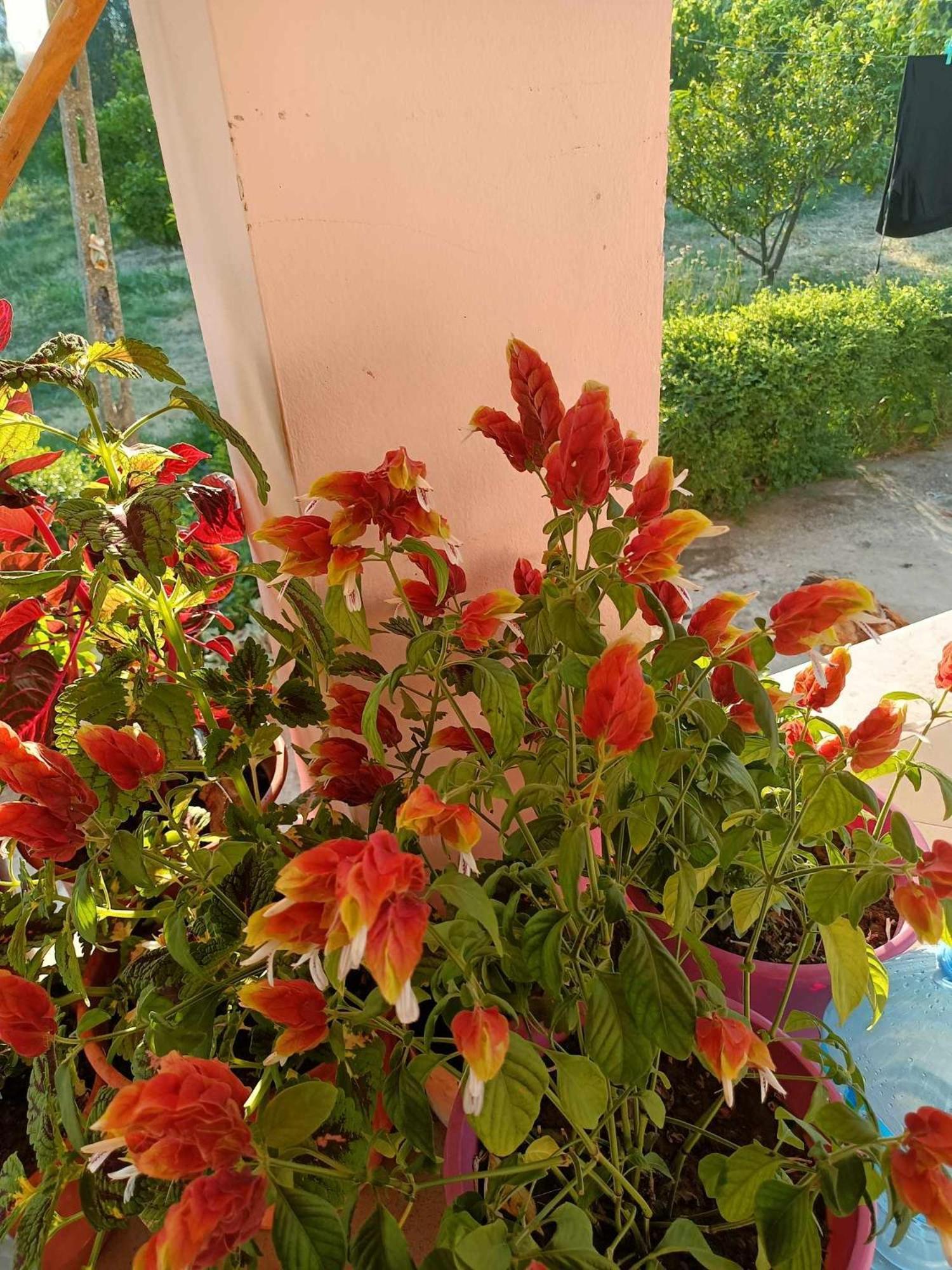 Guest House Fetie Berat Esterno foto
